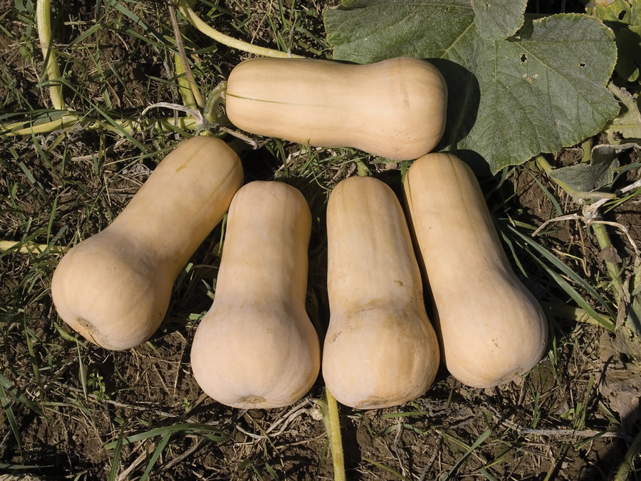 Winter Squash, Waltham Butternut