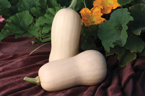 Winter Squash, Polaris Hybrid