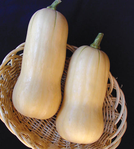 Winter Squash, Avalon Hybrid