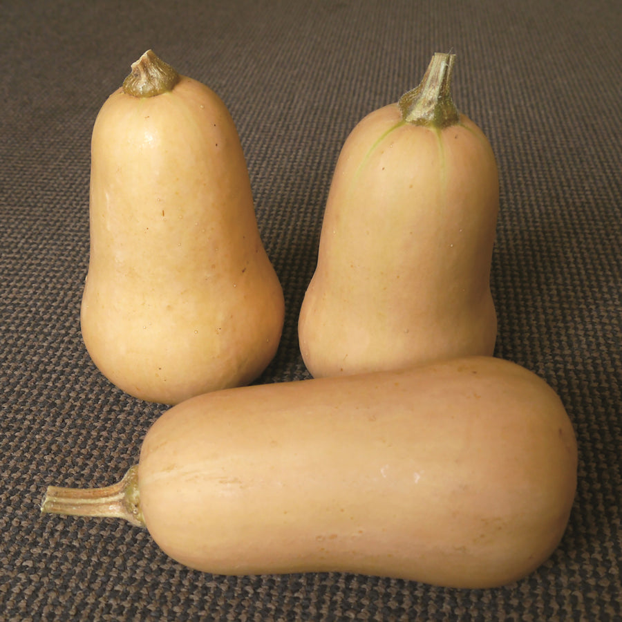 Winter Squash, Havana Hybrid Organic