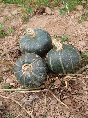 Winter Squash, Burgess Buttercup