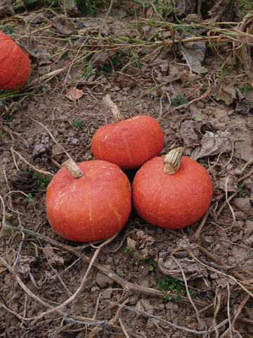 Winter Squash, Sunshine Hybrid Organic