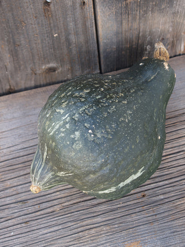 Winter Squash, Hubbard Improved  Green