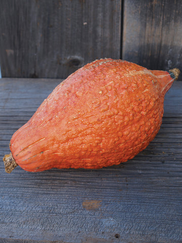 Winter Squash, Golden Hubbard