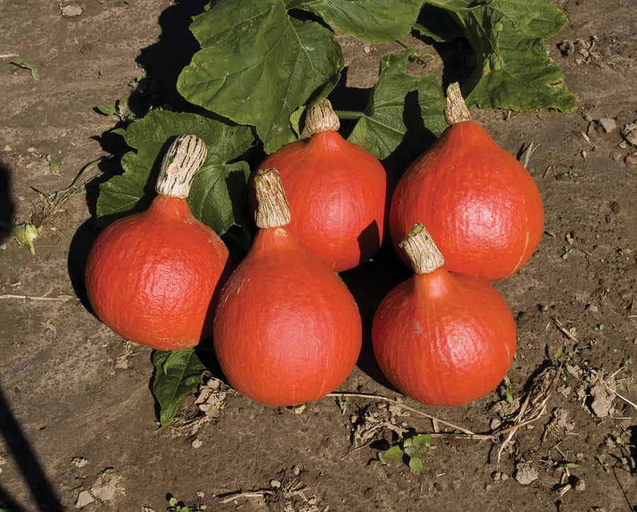 Winter Squash, Uchiki Kuri