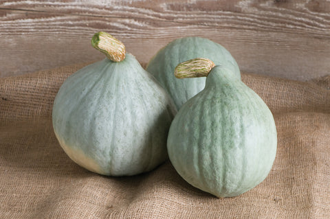 Winter Squash, Blue Ballet