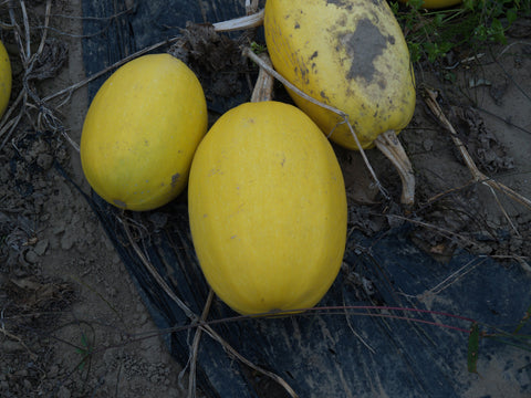 Winter Squash, Vegetable Spaghetti