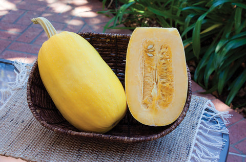 Winter Squash, Primavera Hybrid