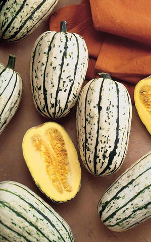 Winter Squash, Bush Delicata