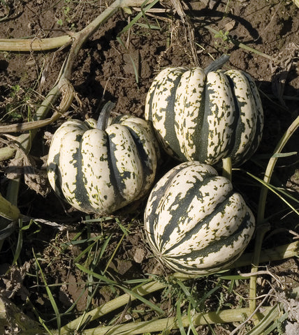 Winter Squash, Sweet Dumpling