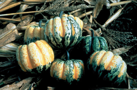 Winter Squash, Carnival Hybrid