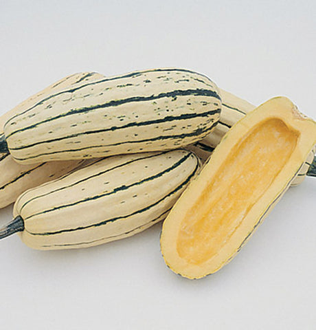 Winter Squash, Delicata JS Strain