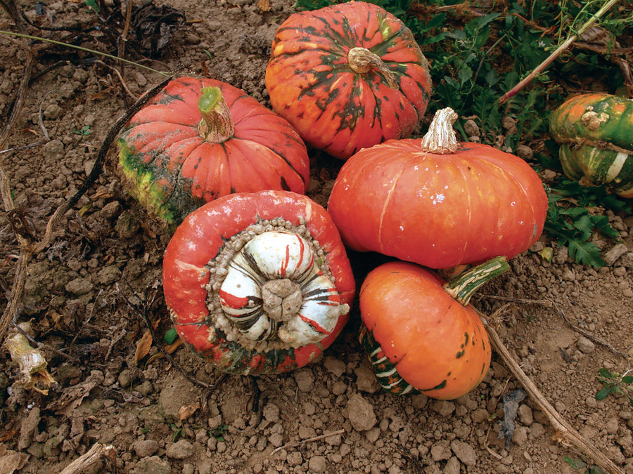 Winter Squash, Turk's Turban