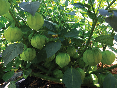 Tomatillo, Super Verde Hybrid:DC