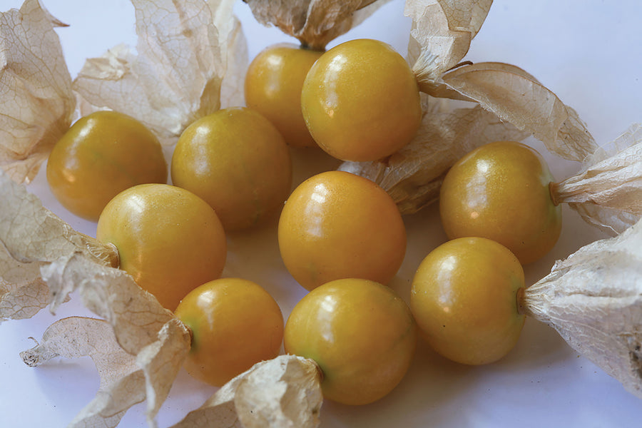 Ground Cherry, Yellow