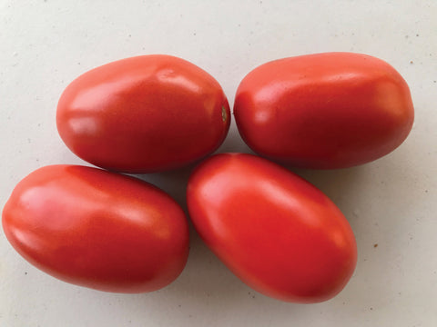 Tomato, Shelby Hybrid
