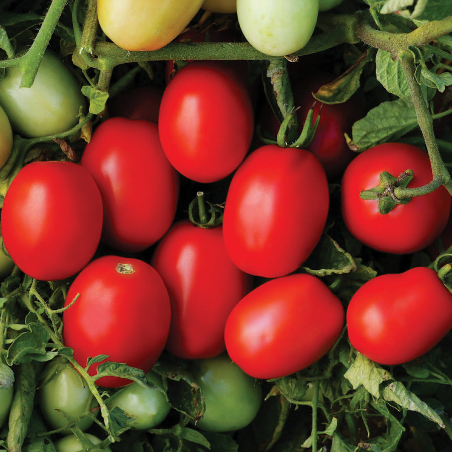 Tomatoes, Pony Express Hybrid