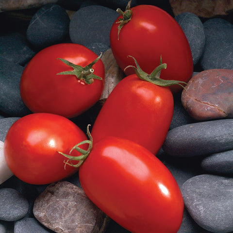 Tomato, Mariana Hybrid