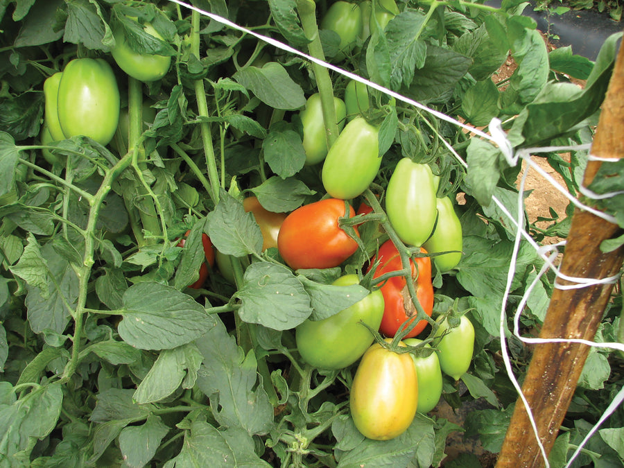 Tomatoes, Plum Regal Hybrid