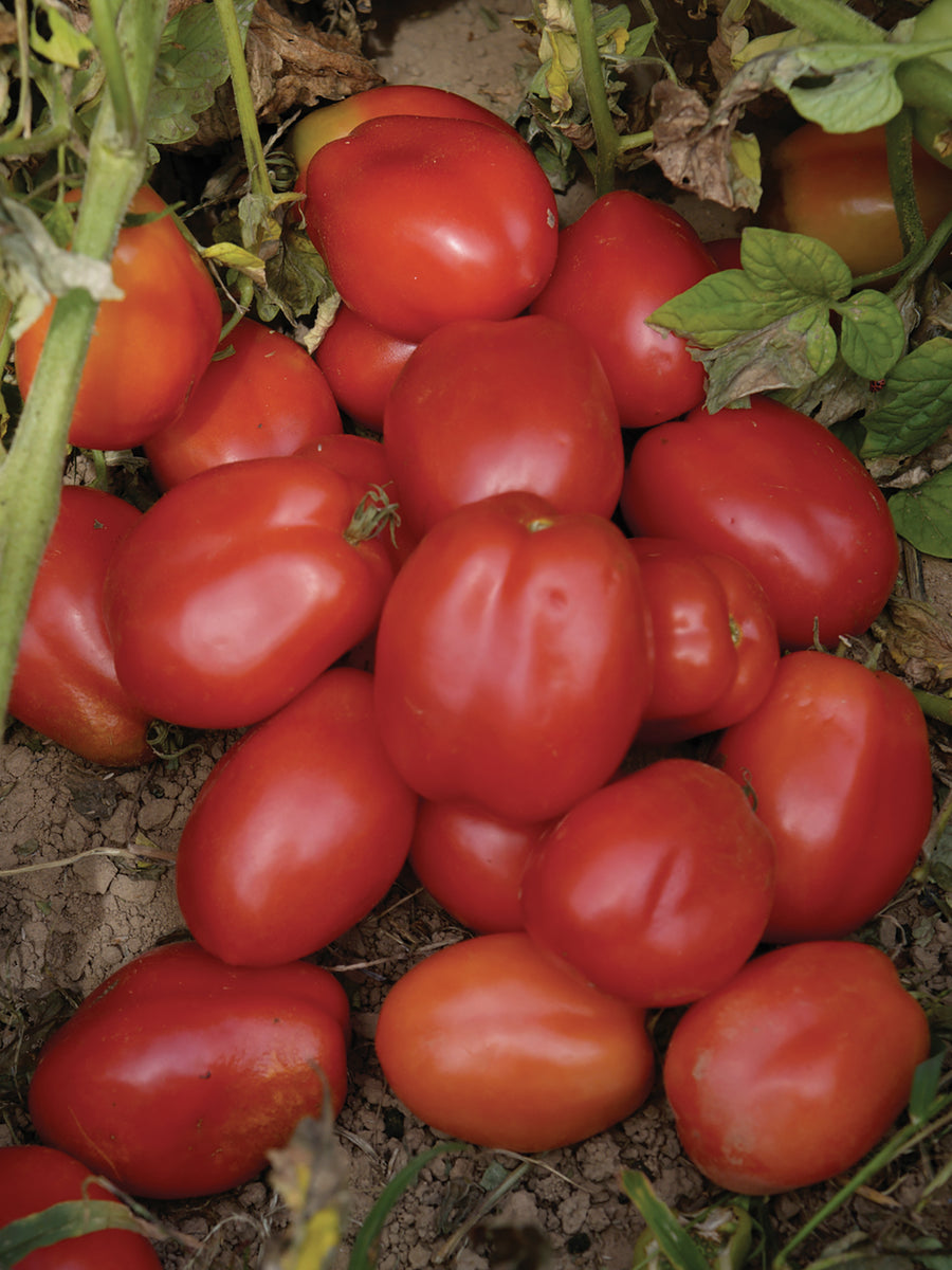 Tomatoes, Roma VF