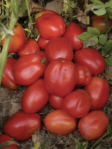 Tomatoes, Roma VF