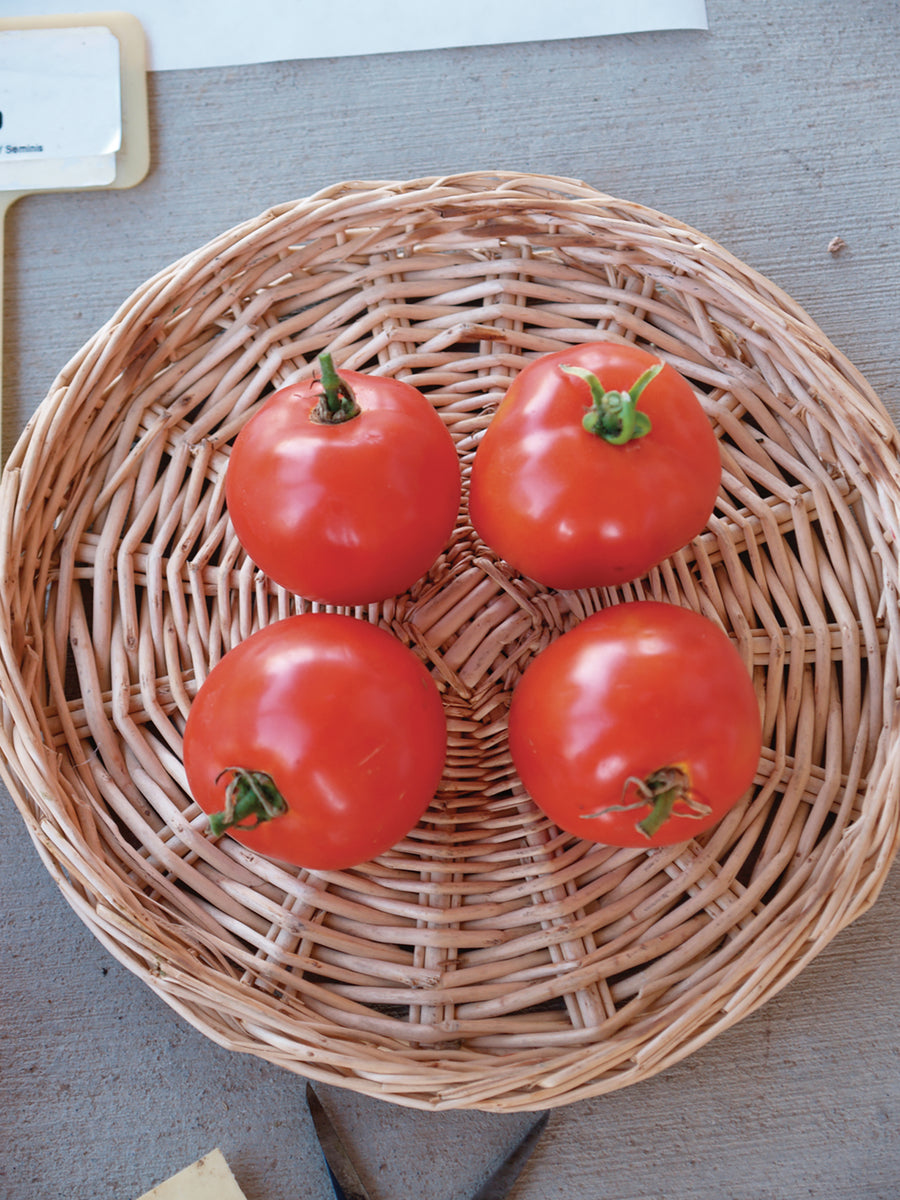 Tomatoes, Sub Arctic Plenty  :SE