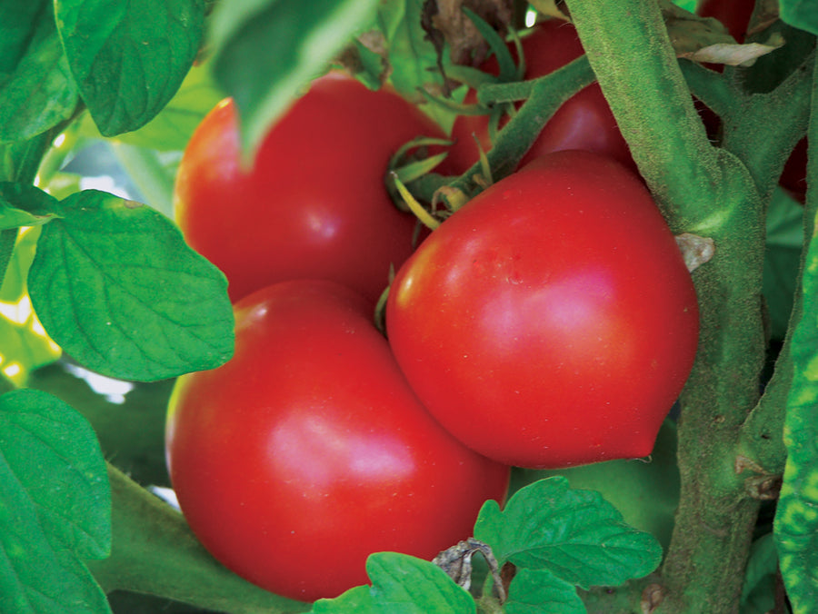 Tomatoes, Polbig Hybrid