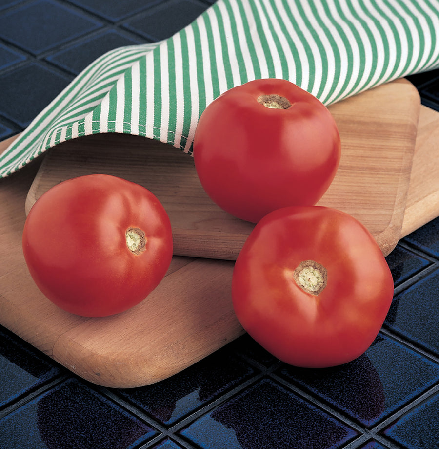 Tomatoes, Mountain Spring Hybrid