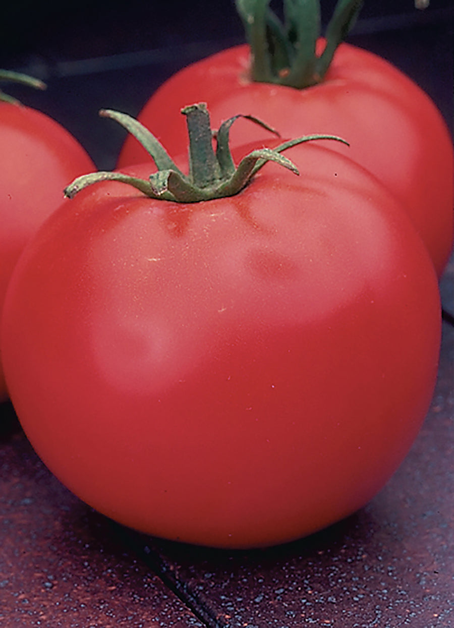 Tomatoes, Celebrity Hybrid