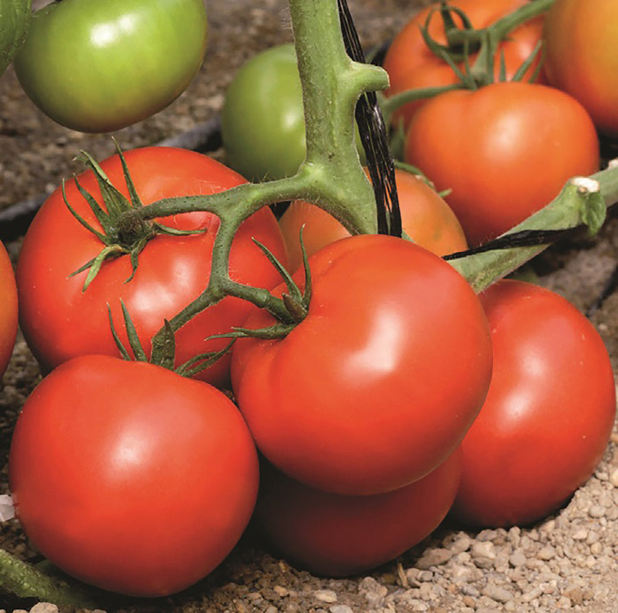 Tomatoes, Skyway Hybrid Organic