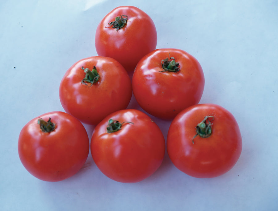 Tomatoes, Heinz 1439