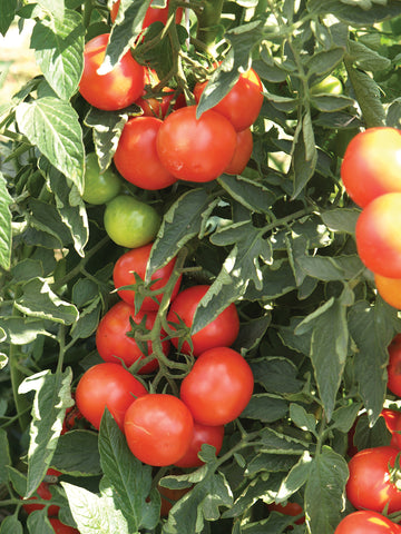 Tomatoes, Alegra Hybrid Organic