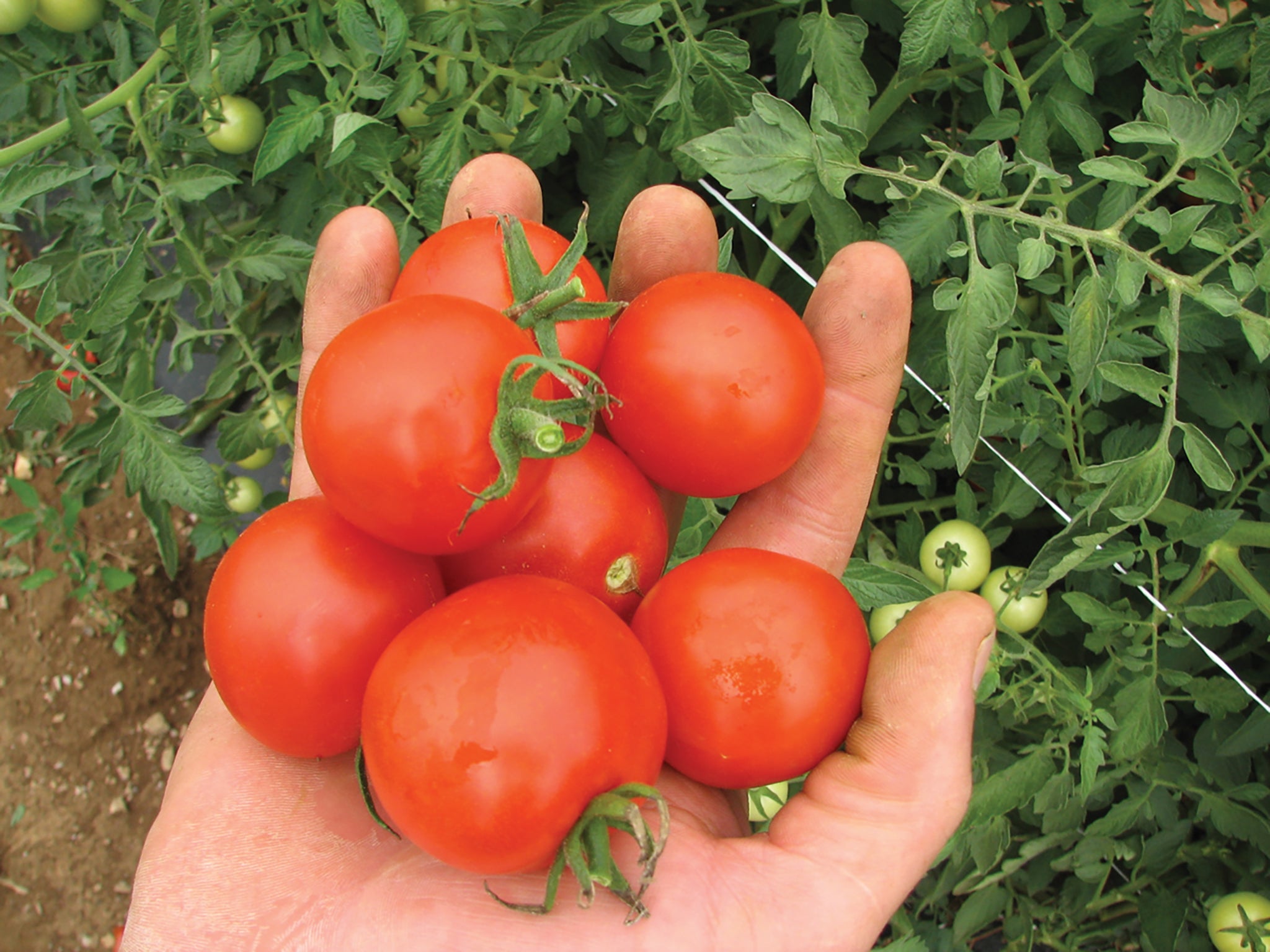 Tomatoes, Mountain Magic Hybrid Organic William Dam Seeds