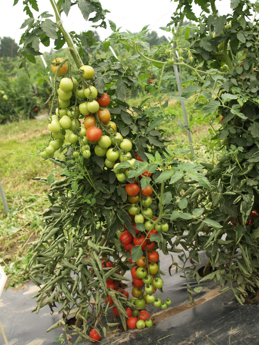 Tomatoes, Mountain Magic Hybrid Organic