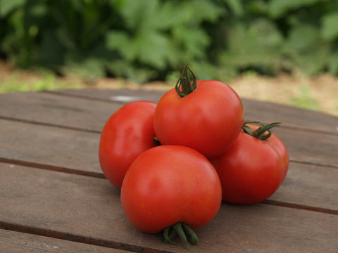 Tomatoes, Bonny Best  :SE