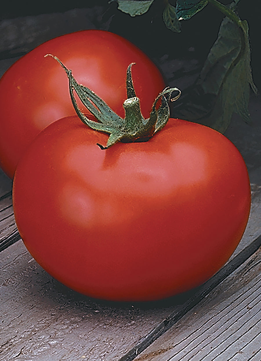 Tomatoes, Cobra Hybrid