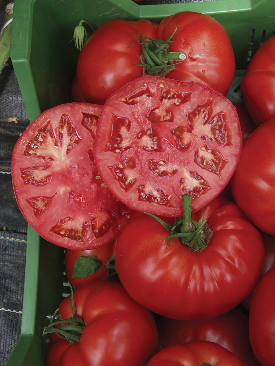 Tomatoes, Country Taste Hybrid Organic