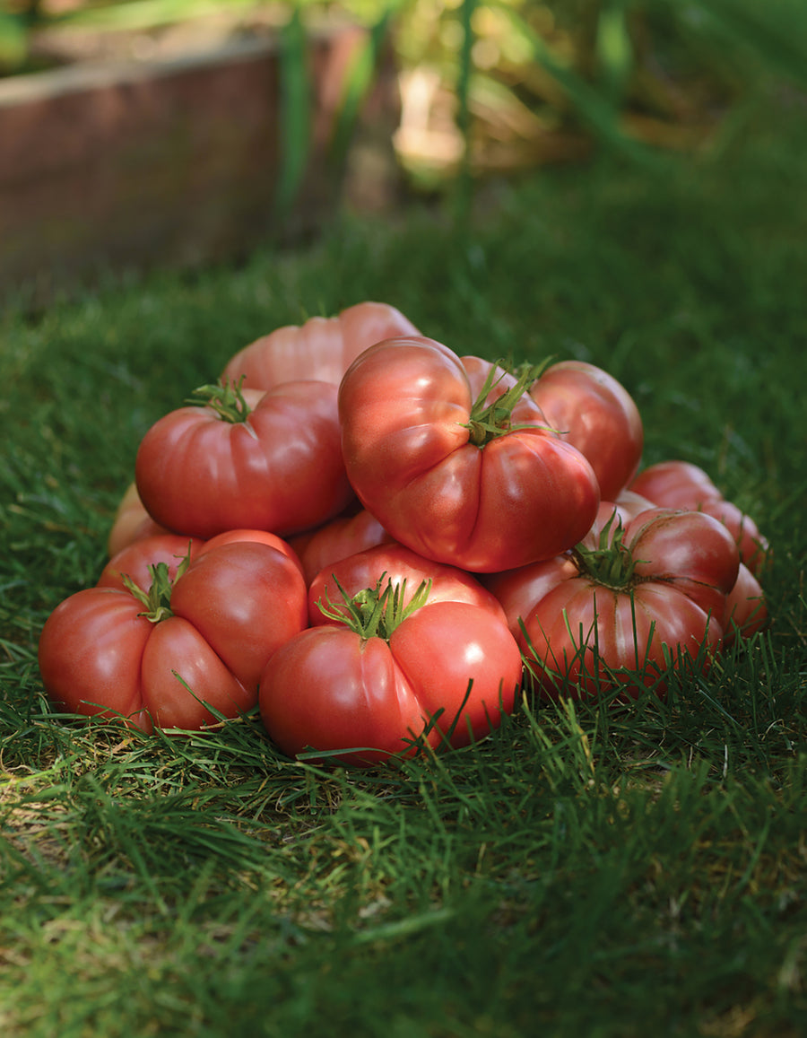 Tomatoes, Big Brandy Hybrid