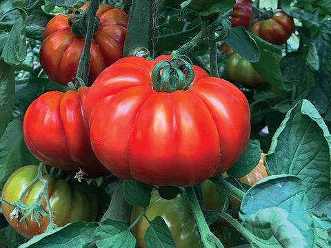 Tomatoes, Marsalato F-1 Organic