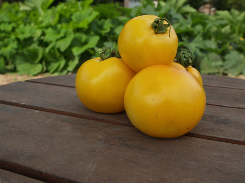 Tomatoes, Lemon Boy Hybrid