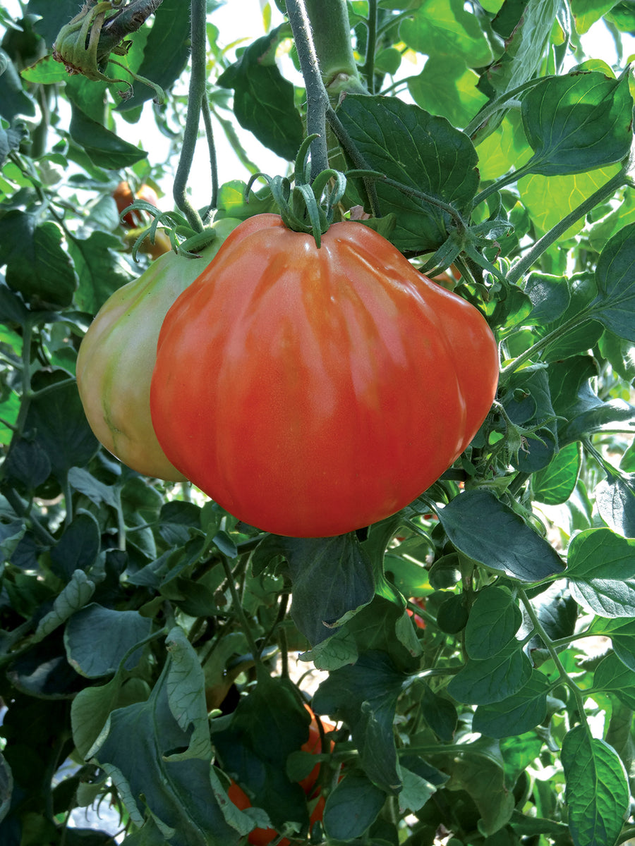 Tomato, Liguria