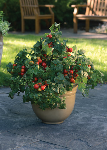 Tomatoes, Little Bing Hybrid