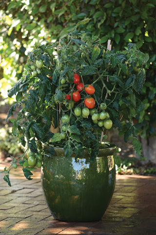 Tomatoes, Little Napoli Hybrid