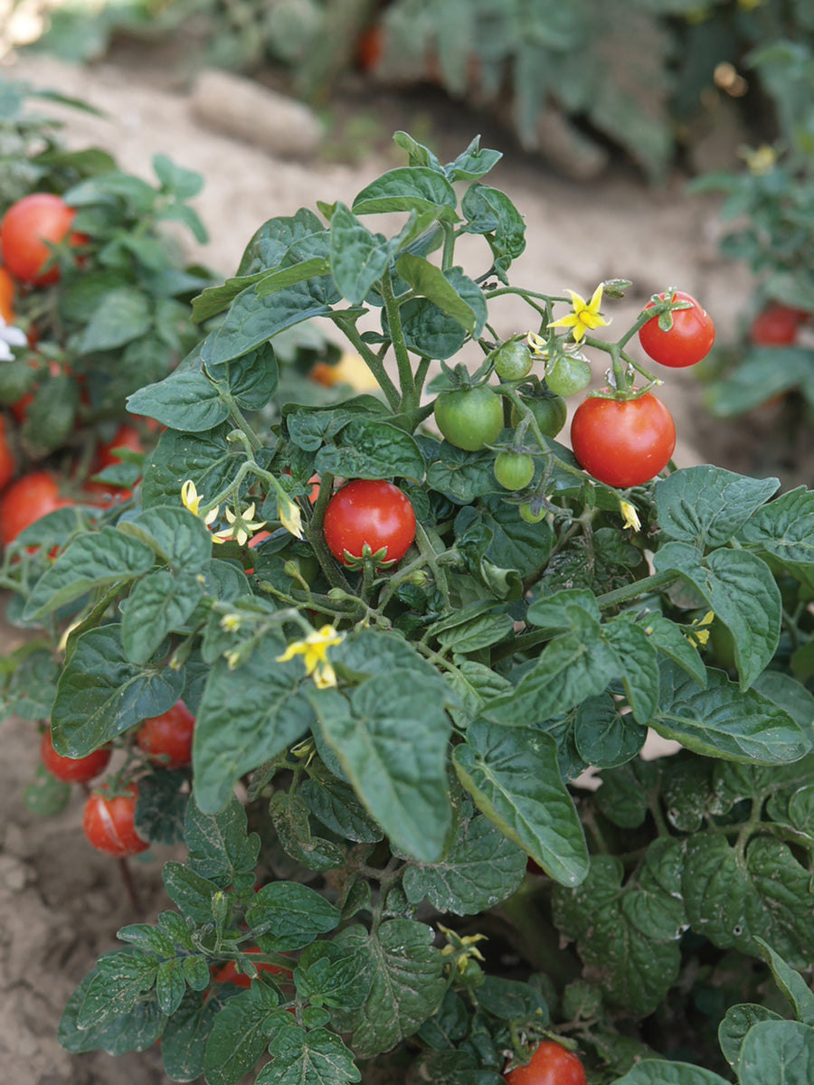 Tomatoes, Tiny Tim  :SE