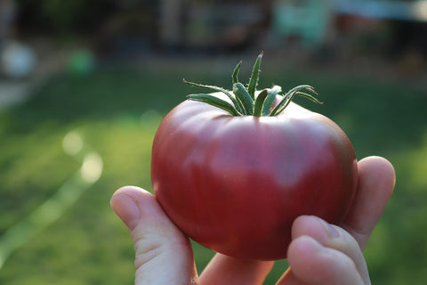 Tomatoes, Purple Boy  Hybrid