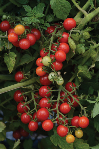 Tomatoes, Candyland Hybrid