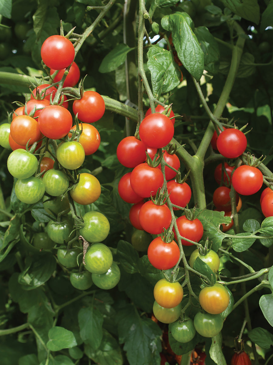 Tomatoes, Super Sweet 100 Hybrid