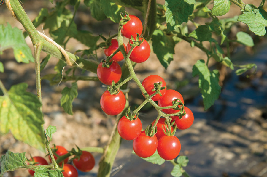 Tomatoes, Jasper Hybrid Organic