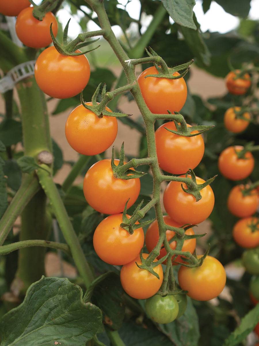 Tomatoes, Sun Sugar Hybrid