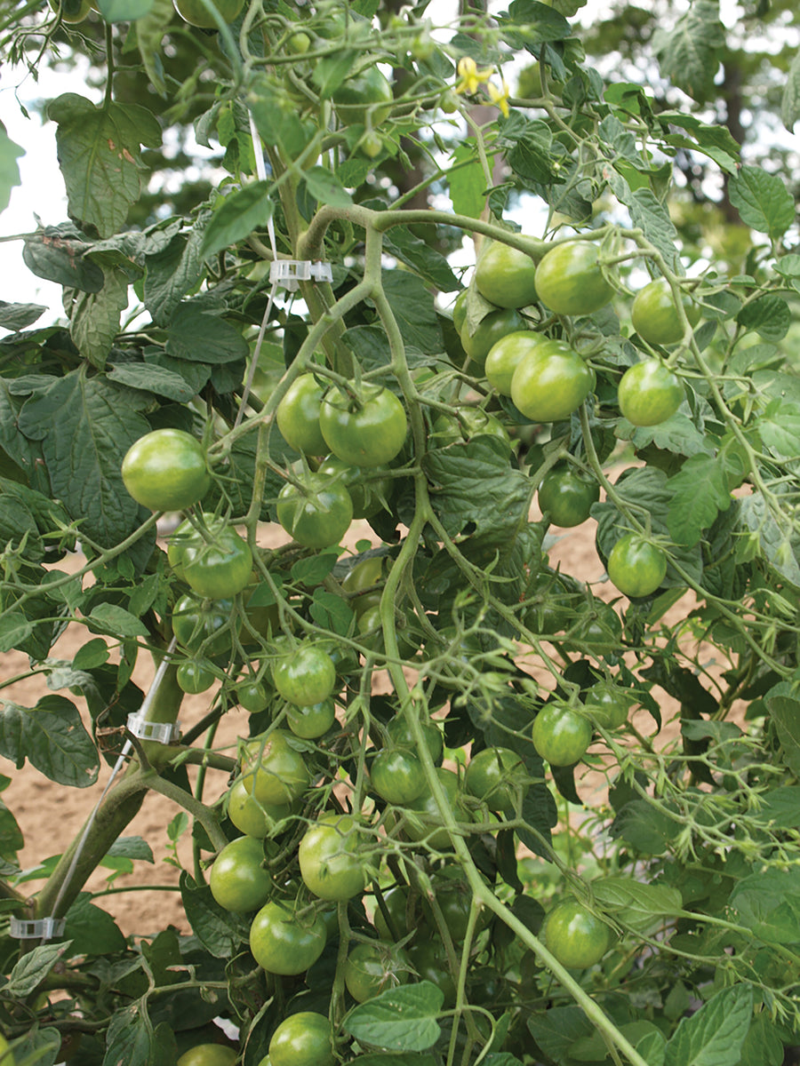 Tomatoes, Limetto Hybrid :DC